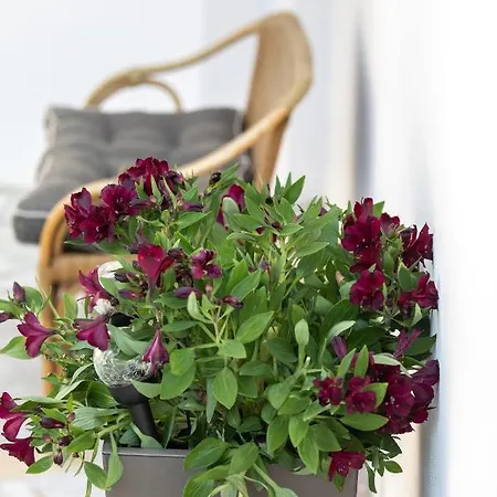 Garden In Ii * أمارنثوس